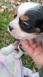 Cuccioli di Cavalier King Charles Spaniel