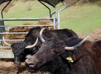 Yak di. montagna