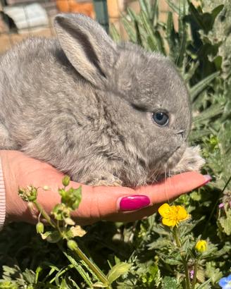 Coniglio nano