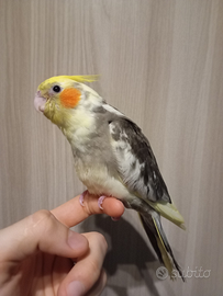 Calopsite pezzato maschio allevato a mano