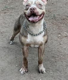 Pitbull per monta contattami in privato 3281907114