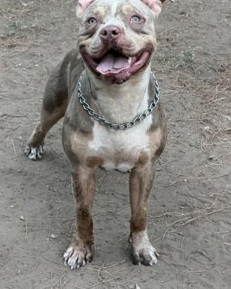 Pitbull per monta contattami in privato 3281907114