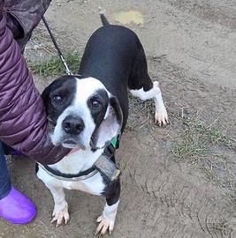 BIMBA in adozione-un cane raro