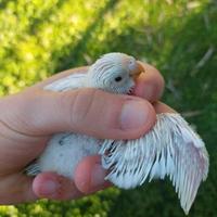 Pulli cocorita trattabili