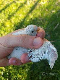 Pulli cocorita trattabili