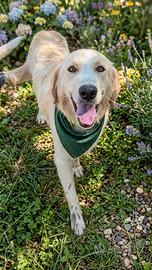 Cane maschio adulto dolce equilibrato