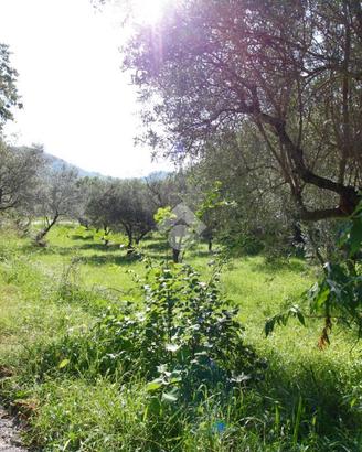 TER. AGRICOLO A SALISANO