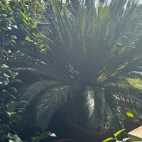 Pianta
