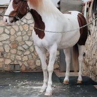 Castrone disponibile