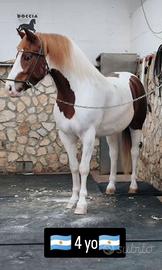 Castrone disponibile