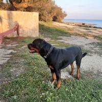 Rottweiler maschio per monta accoppiamento