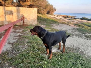 Rottweiler maschio per monta accoppiamento