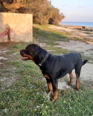 Rottweiler maschio per monta accoppiamento