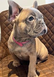 Bulldog francese