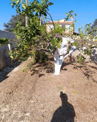 albero di limone