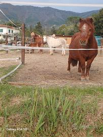 Pony shetland da compagnia