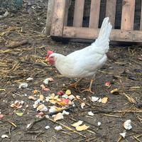 Galline razza livornese