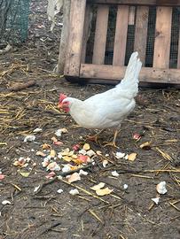 Galline razza livornese