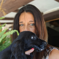 Cuccioli di Cocker Spaniel Inglese