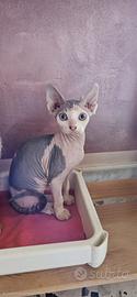 Gatto Sphynx femmina