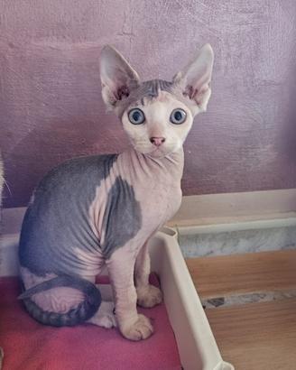 Gatto Sphynx femmina