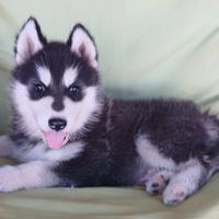 Siberian Husky cucciola