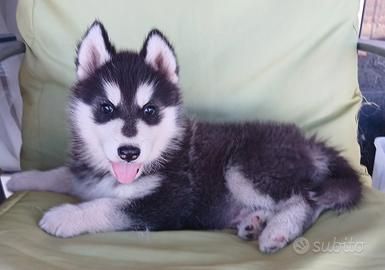 Siberian Husky cucciola