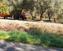 Uliveto 30 piante strada provinciale Via Belvedere