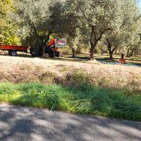 Uliveto 30 piante strada provinciale Via Belvedere