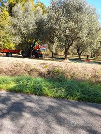 Uliveto 30 piante strada provinciale Via Belvedere