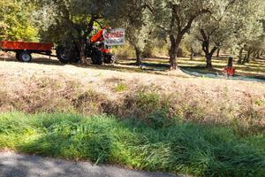 Uliveto 30 piante strada provinciale Via Belvedere