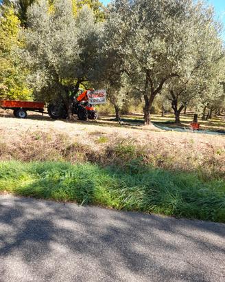 Uliveto 30 piante strada provinciale Via Belvedere