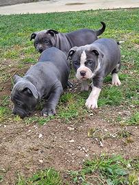 American Bully