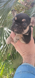 Bulldog francese