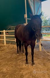 Cavallo