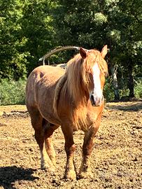 Cavallo TPR