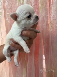 Cucciola di Chihuahua pelo corto pedigree