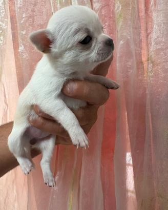 Cucciola di Chihuahua pelo corto pedigree