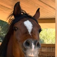 Cavallo arabo intero