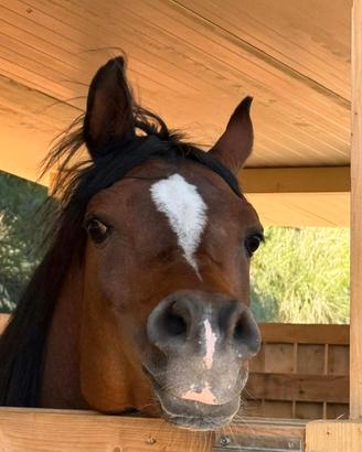 Cavallo arabo intero