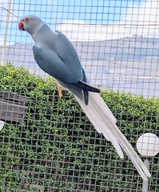 Parrocchetti dal collare