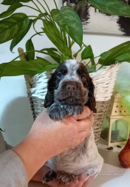 Cuccioli cocker spaniel inglese