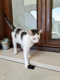Cuccioli di gatto