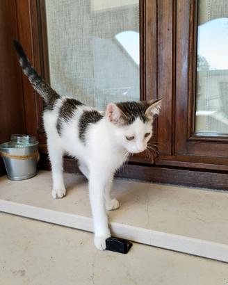 Cuccioli di gatto