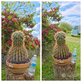 Cactus caudex lotto grande xxl pianta fiore vaso