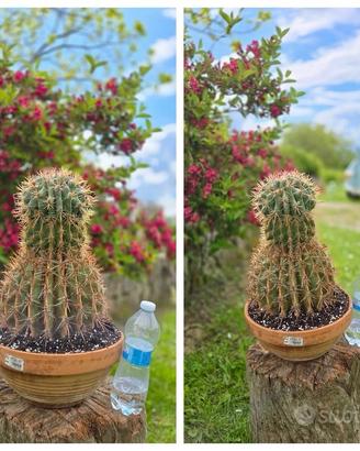 Cactus caudex lotto grande xxl pianta fiore vaso