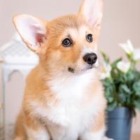 Welsh Corgi pembroke