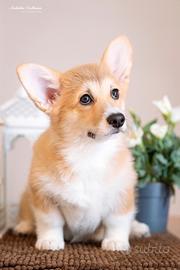 Welsh Corgi pembroke