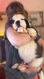 Cucciolo di San Bernardo