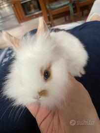 Vendita cuccioli conigli nani